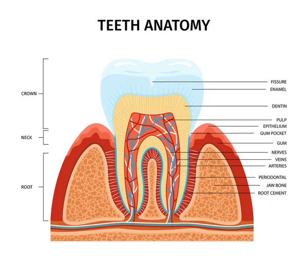Teeth Anatomy Infographic Composition View Tooth Growing Gum Text Captions — Vector de stock