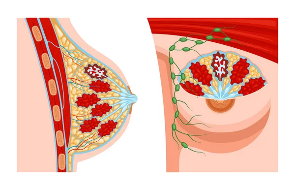 Realistic Female Breast Anatomy Set Two Views Anatomic Structure Profile — стоковый вектор