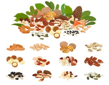 Nuts and seeds flat set with isolated images of bean piles and big variety of seed vector illustration