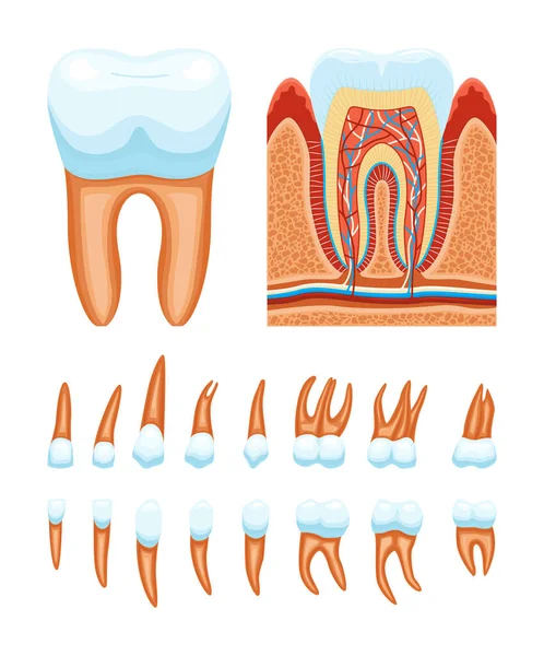 Teeth Anatomy Set Icons Profile Views Tooth Structure Isolated Images — Stockvector