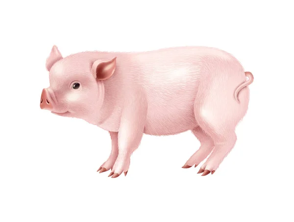Pink Pig Realistic Composition Isolated Image Farm Animal Blank Background — Stockový vektor