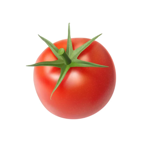 Realistic Tomato Composition Isolated Vegetable Image Blank Background Vector Illustration — Stok Vektör