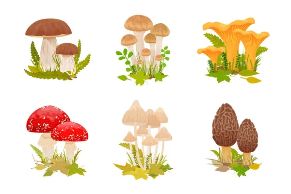 Mushrooms Set Flat Isolated Compositions Edible Poisonous Shroom Clusters Growing — Stock Vector