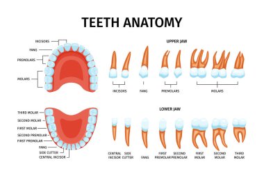 Üst ve alt çene ve metin vektör illüstrasyonu ile izole edilmiş diş resimlerinden oluşan yetişkin diş anatomisi çizelgesi