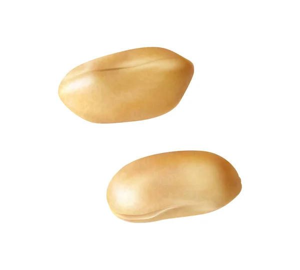 Realistic Peanut Composition Isolated Image Blank Background Vector Illustration — 图库矢量图片
