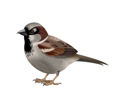 Birds composition with isolated side view image of sitting bird with feathers on blank background vector illustration