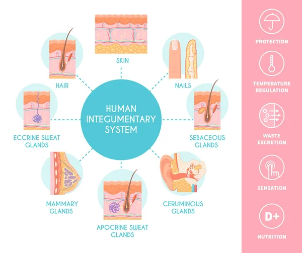 Human Integumentary System Scheme Depicting Skin Layers Nails Hair Sebaceous — Vettoriale Stock