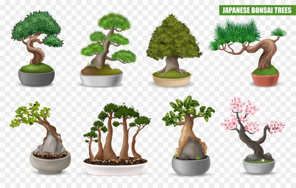 Realistic Japanese Bonsai Tree Icons Set Transparent Background Isolated Vector — стоковый вектор