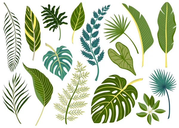 Green Leaves Various Tropical Plants Trees Flat Set Isolated Vector — 图库矢量图片