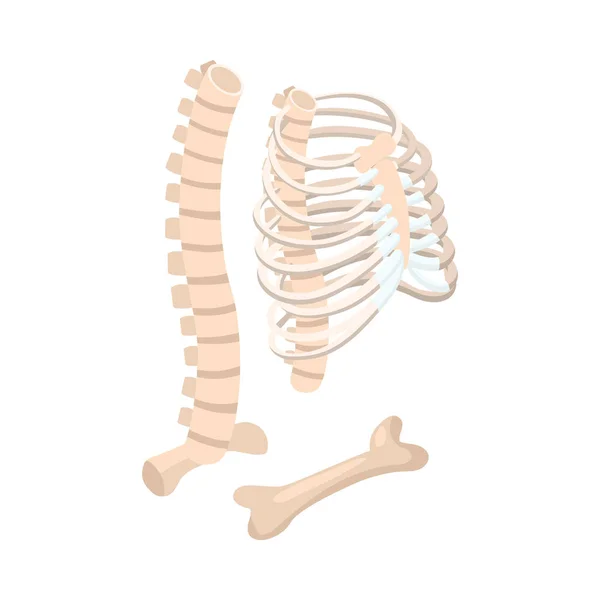 Nsan Organları Anatomi Izometrik Bileşimi Vücut Bölümü Çizimi Izole Edilmiş — Stok Vektör