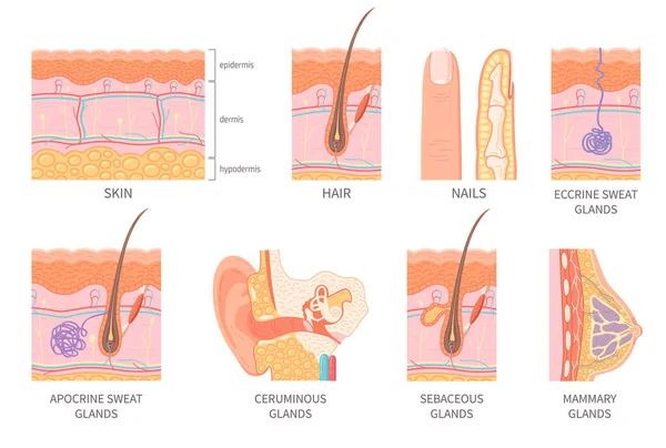 毛包血管と腺分離アイコンフラットベクトルイラストとヒト表皮層構造断面 — ストックベクタ