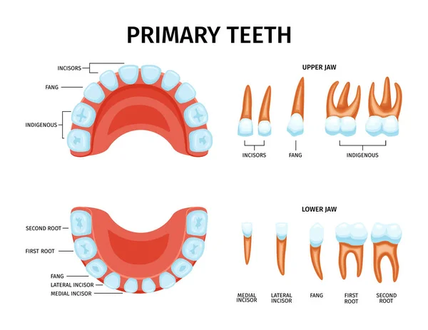 Набір Анатомії Молочних Зубів Ізольованими Іконками Верхніх Нижніх Щелеп Редагованими — стоковий вектор