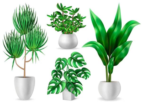 Zöld Levelekkel Díszített Háztartási Növények Reális Elszigetelt Vektor Illusztráció — Stock Vector