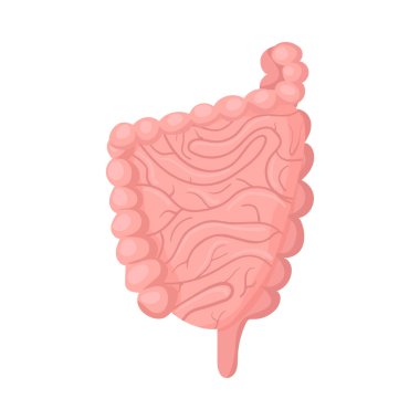 İnsan organları anatomi izometrik bileşimi ve iç vücut bölümü çizimi izole edilmiş.
