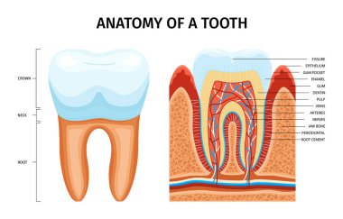 Düzenlenebilir metin başlıklarına sahip diş anatomisi bilgileri damarları dentin ve emaye vektör illüstrasyonlu kısmi dişlere işaret ediyor