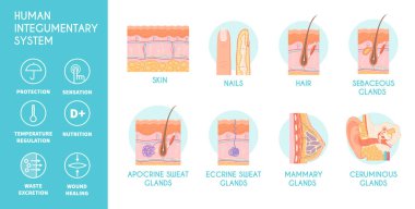 Human integumentary system infographics icons depicting epidermis surface layer structure and glands flat vector illustration clipart