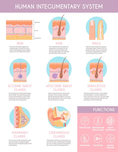 Sistema Tegumentar Humano Cartaz Infográfico Ilustrando Anatomia Pele Cabelo Glândulas — Vetor de Stock