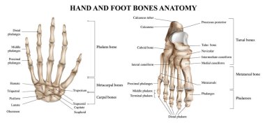 Beyaz arkaplan vektörü illüstrasyonunda insan el ve ayak anatomisi gerçekçi bilgi grafikleri