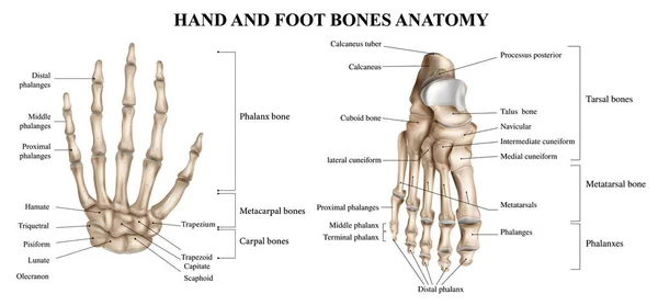 Mänsklig Hand Och Fot Anatomi Realistisk Infographics Vit Bakgrund Vektor — Stock vektor