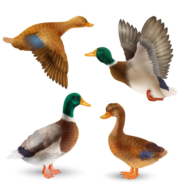 Realistic Set Adult Wild Ducks Drakes White Background Isolated Vector — Wektor stockowy