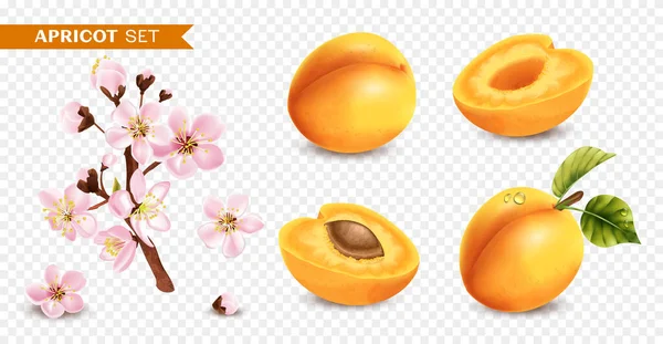 Realistic Apricot Flower Branches Set Transparent Background Isolated Image Flower — стоковый вектор