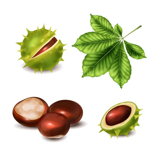 Realistic Chestnut Set Isolated Images Inner Outer Sides Shell Ripe — 图库矢量图片
