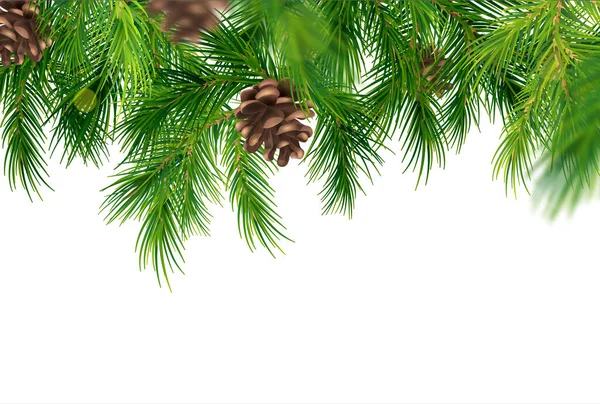 Realistic White Background Coniferous Tree Branches Cones Vector Illustration — Vetor de Stock