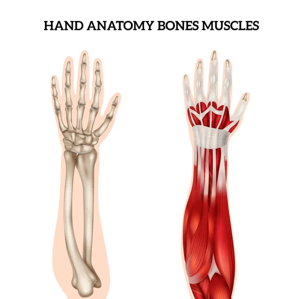 Hand Anatomy Realistic Set View Bones Muscles Isolated White Background — Stockvector