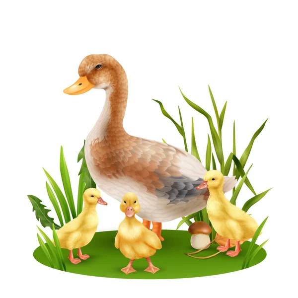 Realistic Wild Duck Three Yellow Ducklings Green Grass Vector Illustration — Wektor stockowy