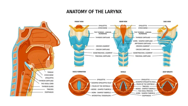 Larynx Anatomi Sammansättning Med Anatomiska Vyer Från Olika Sidor Med — Stock vektor