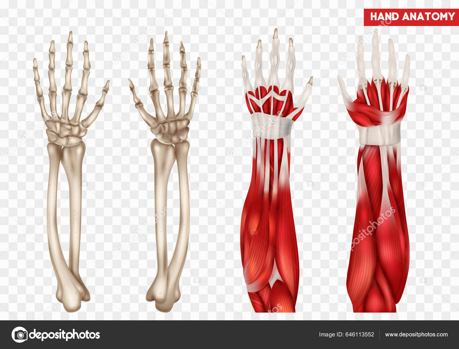 Anatomia Humana Mão Antebraço Conjunto Realista Com Ossos Músculos  Ilustração Vetor de stock de ©macrovector 646113552, image size:1600x1217