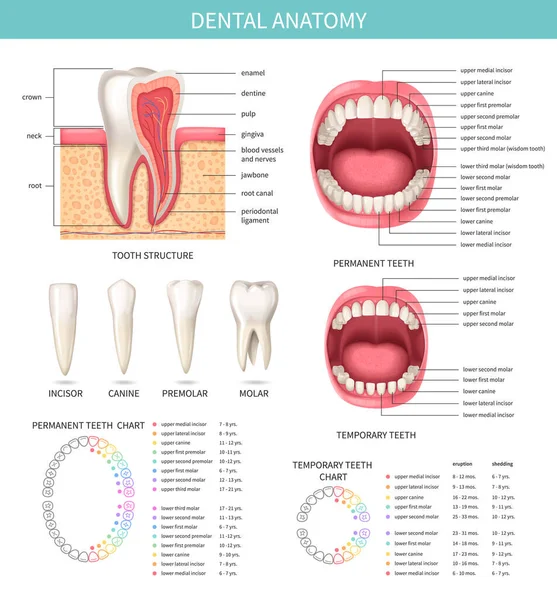 Infografica Realistica Dei Denti Umani Con Grafici Anatomici Dentali Illustrazione — Vettoriale Stock