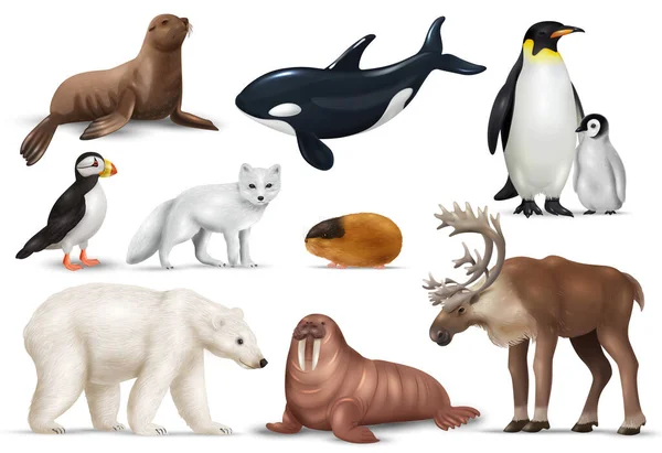 Arktická Zvířata Realistický Set Puffin Lední Medvěd Tučňáci Sobi Lemming — Stockový vektor