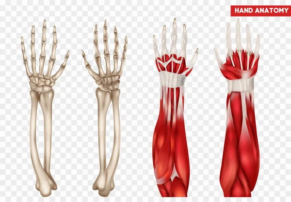Anatomía Mano Antebrazo Humano Conjunto Realista Con Huesos Músculos Ilustración — Archivo Imágenes Vectoriales