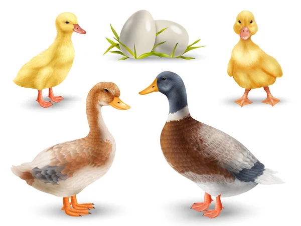 有可爱的黄鸭和蛋的成年鸭现实地设置了一个孤立的病媒图解 — 图库矢量图片