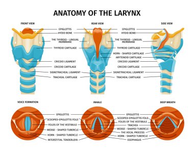 Gırtlak anatomisi bileşimi ve boğaz içi illüstrasyonunun farklı yan görüntüleriyle izole edilmiş eğitim görüntüleri.