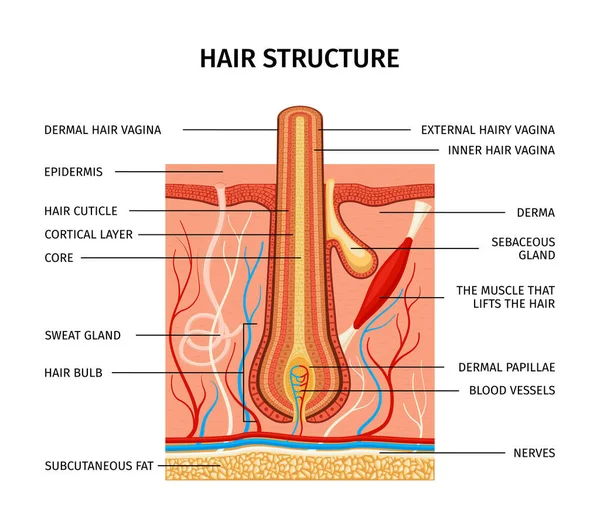 Metin Başlıkları Anatomik Profil Görünümüne Işaret Eden Gerçekçi Saç Yapısı — Stok Vektör