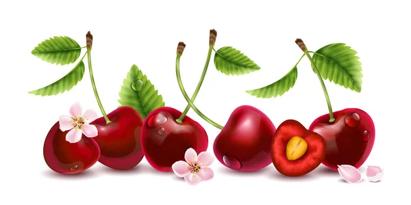 Realistic Cherry Composition Isolated View Few Berries Stalks Flowers Blank — Stock Vector