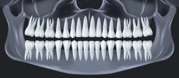 Dentes Humanos Conceito Anatomia Dentária Com Ilustração Realista Raio Mandíbula —  Vetores de Stock