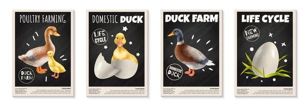 家鸭生命周期家禽养殖现实的垂直海报集孤立的病媒说明 — 图库矢量图片