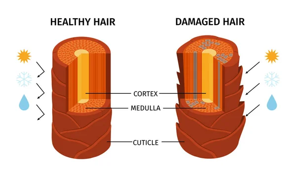 以皮质 髓质和角质层矢量为代表 孤立观察健康受损茎的真实感发质组成 — 图库矢量图片
