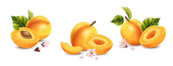 Realistic Apricot Compositions Isolated Images Cuts Halves Fruits Flower Petals — Stock Vector