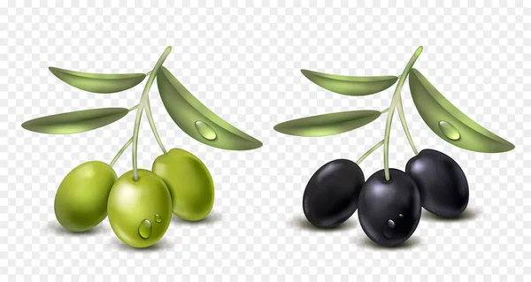 Realistic Olive Transparent Set Isolated Bunches Black Green Berries Drops — Stock Vector