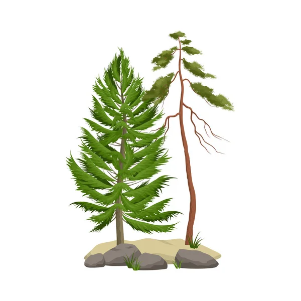 Elementos Realistas Floresta Pinheiros Com Árvores Verdes Pedras Ilustração Vetorial —  Vetores de Stock