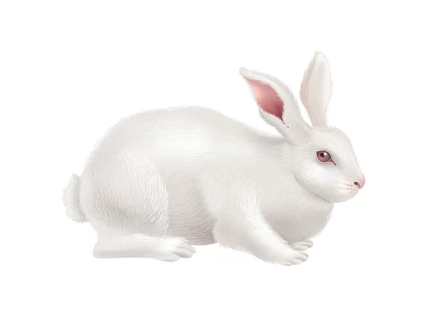 現実的なかわいい白いウサギに対して空白の背景ベクトルイラスト — ストックベクタ