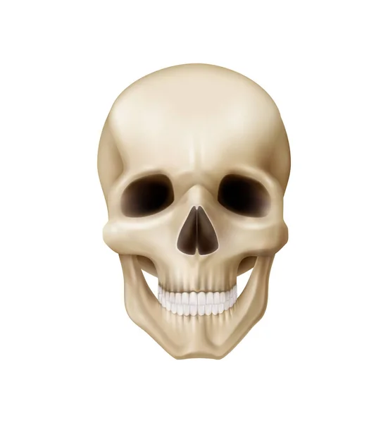 Illustrazione Vettoriale Realistica Della Vista Frontale Del Cranio Umano — Vettoriale Stock