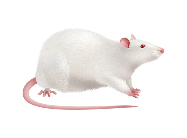 Cute Biały Szczur Przed Puste Tło Wektor Ilustracji — Wektor stockowy