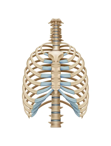 白い背景ベクトル図上の現実的な人間の胸の骨 — ストックベクタ