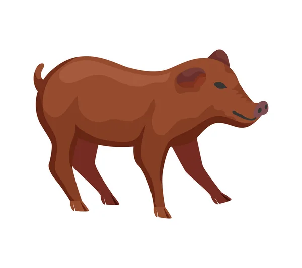 白い背景のフラットベクトルイラストのデュロック豚の品種 — ストックベクタ