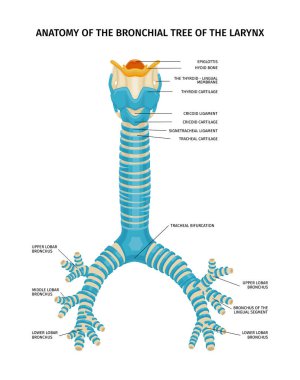Gırtlak bronşiyal ağaç anatomisi. Bronşların bilimsel görüşü ve boş arkaplan vektörü illüstrasyonunda yazı başlıkları.